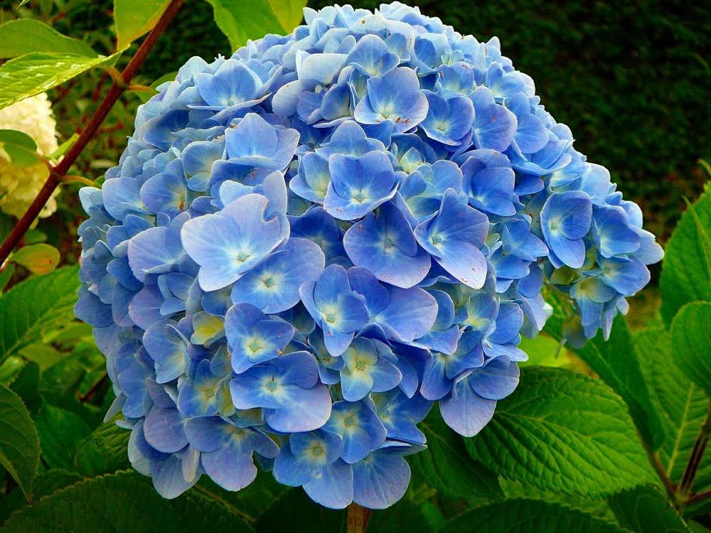 hoa cẩm tú cầu xanh